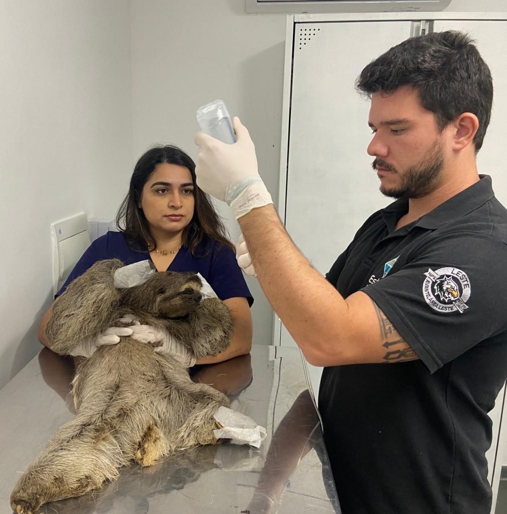 preguica-sao-goncalo-2 Preguiça rara é tratada em São Gonçalo após ser resgatada em Papucaia